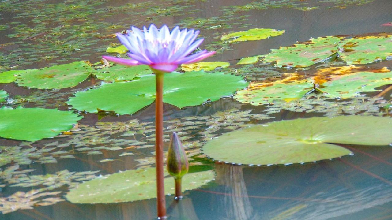 Sigiriya Water Cottage מראה חיצוני תמונה